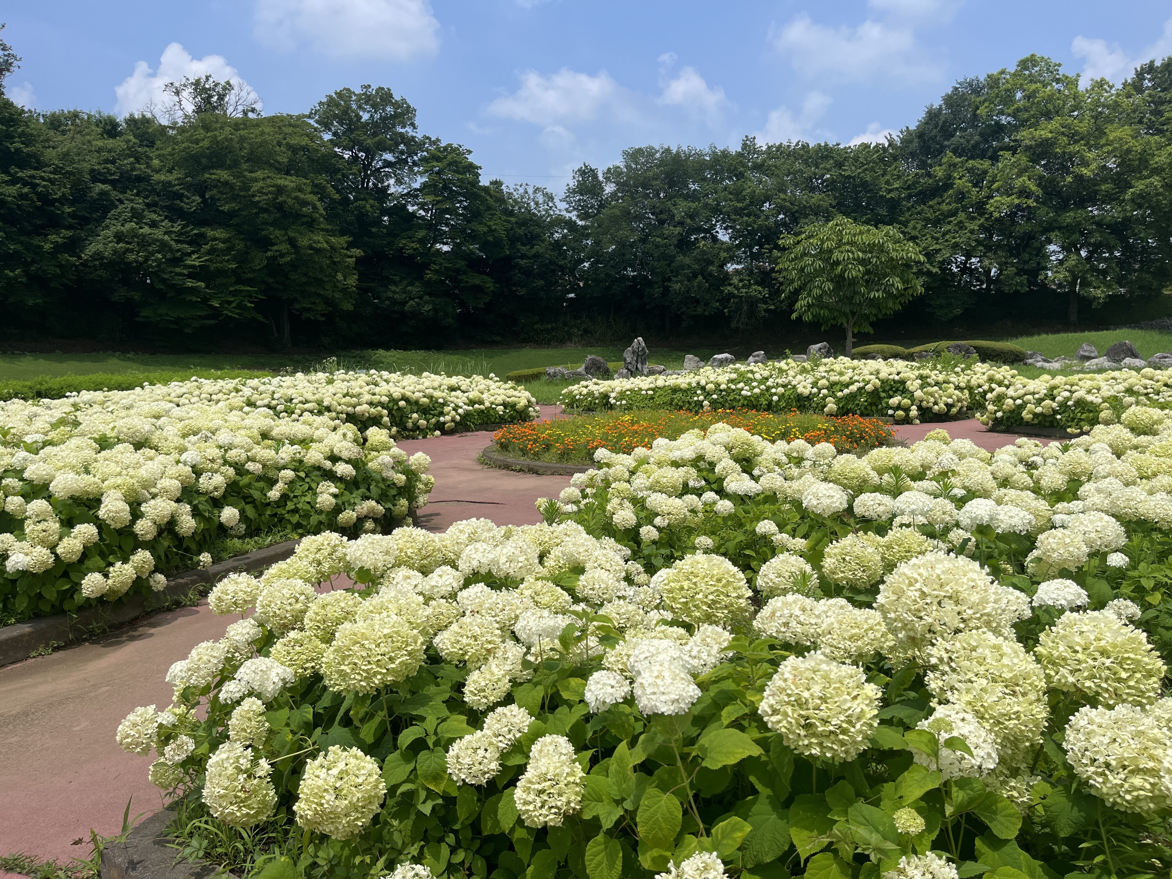 【下野市】穴場！？蔓巻公園のアナベルが見頃！
